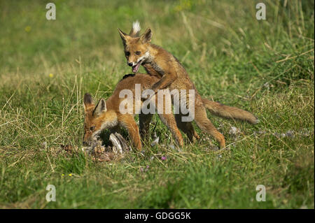 Le renard roux, Vulpes vulpes, adultes avec un Kill, une perdrix, l'excitation autour de la proie, la Normandie Banque D'Images