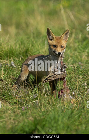 Le renard roux, Vulpes vulpes, tuer une perdrix adultes, Normandie Banque D'Images