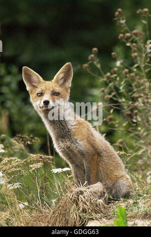 Le Renard roux Vulpes vulpes, ADULTE , NORMANDIE EN FRANCE Banque D'Images