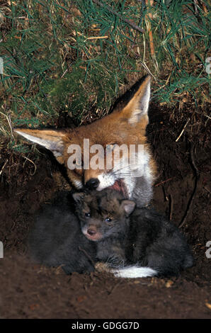 Le Renard roux Vulpes vulpes, FEMME AVEC CUB, À DEN Entrée privée Banque D'Images