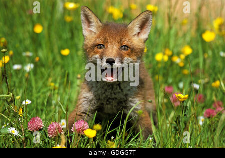 Le renard roux, Vulpes vulpes, Cub dans les fleurs, Normandie Banque D'Images