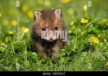 Le renard roux, Vulpes vulpes, Pup avec fleurs, Normandie Banque D'Images