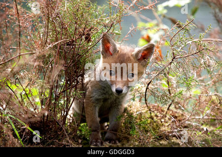 Le renard roux, Vulpes vulpes, Cub, Normandie Banque D'Images