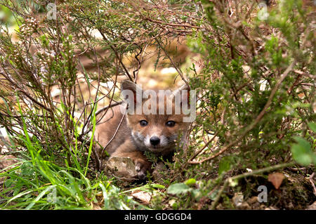 Bébé Renard roux Vulpes vulpes DANS NORMADY Banque D'Images