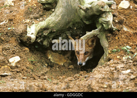 Le renard roux, Vulpes vulpes, Adulte à Den Entrée, Normandie Banque D'Images