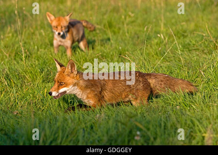 Le renard roux, Vulpes vulpes, des profils sur l'herbe, Normandie Banque D'Images