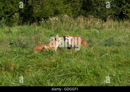 Le Renard roux Vulpes vulpes EN NORMANDIE Banque D'Images