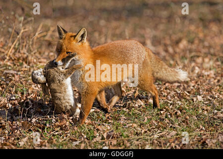 Le renard roux, Vulpes vulpes, homme avec un Kill, un lapin sauvage, Normandie Banque D'Images