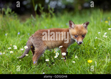 Le renard roux, Vulpes vulpes, Cub dans les fleurs, Normandie Banque D'Images