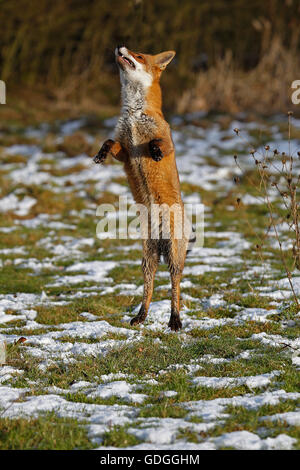 Le renard roux, Vulpes vulpes, Adulte sautant, Normandie Banque D'Images
