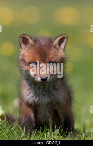 Le renard roux, Vulpes vulpes, Cub sur herbe, Normandie Banque D'Images