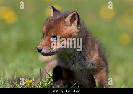 Le renard roux, Vulpes vulpes, Cub sur herbe, Normandie Banque D'Images