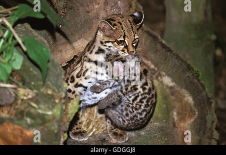 Chat MARGAY leopardus wiedi, MÈRE PORTANT CUB Banque D'Images