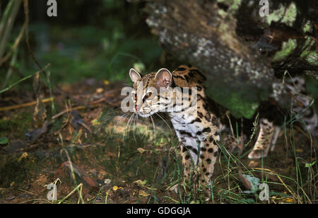 Chat Margay leopardus wiedi, adulte, Banque D'Images