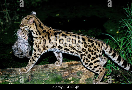 Chat MARGAY leopardus wiedi, MÈRE PORTANT CUB Banque D'Images