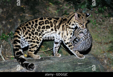 Chat Margay leopardus wiedi,, mère portant Cub Banque D'Images