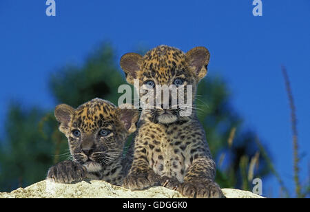 Léopard, Panthera pardus, Cub on Rock Banque D'Images