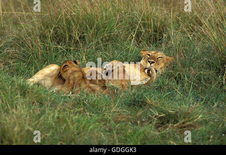 L'AFRICAN LION Panthera leo, FEMME AVEC CUB SUCKLING, KENYA Banque D'Images