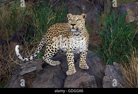 Léopard, Panthera pardus, Adulte on Rock Banque D'Images