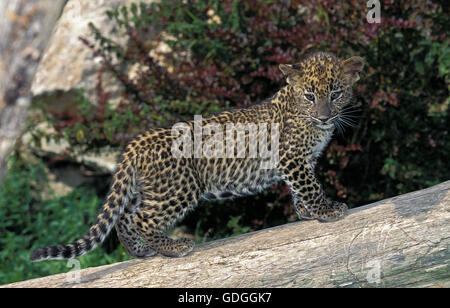 Panthera pardus léopard, CUB sur BRANCH Banque D'Images