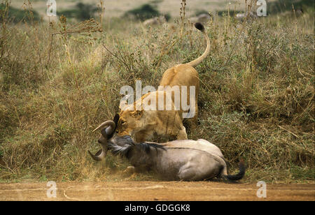 L'AFRICAN LION Panthera leo, le gnou FEMELLE AVEC UN KILL, NAIROBI AU KENYA PARC Banque D'Images
