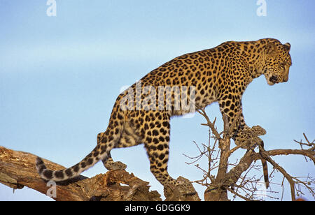 Panthera pardus léopard, des profils sur BRANCH Banque D'Images