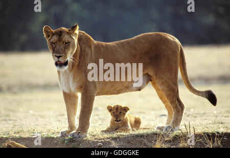 L'AFRICAN LION Panthera leo, FEMME AVEC CUB Banque D'Images