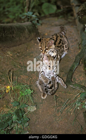 Chat MARGAY leopardus wiedi, FEMME TRANSPORTANT CUB DANS LA BOUCHE Banque D'Images