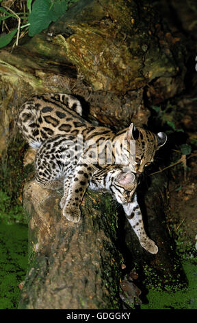 Chat MARGAY leopardus wiedi, FEMME TRANSPORTANT CUB DANS LA BOUCHE Banque D'Images