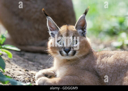 CARACAL Caracal caracal, PORTRAIT DE CUB Banque D'Images