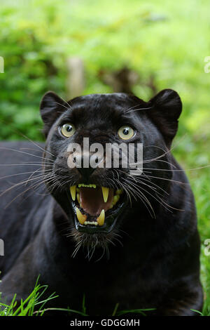 BLACK PANTHER Panthera pardus, ses crocs d'adultes, attitude de défense Banque D'Images