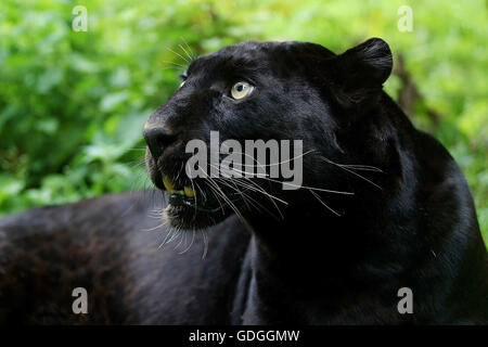 BLACK PANTHER Panthera pardus, PORTRAIT D'ADULTE Banque D'Images