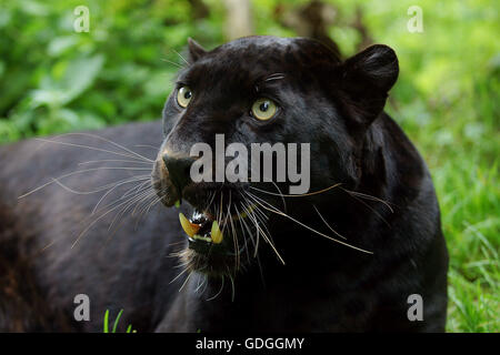 BLACK PANTHER Panthera pardus, DES PROFILS AVEC LA BOUCHE OUVERTE Banque D'Images