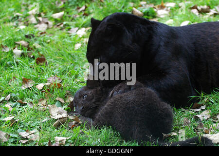 BLACK PANTHER Panthera pardus, MÈRE AVEC CUB LAYING ON GRASS Banque D'Images