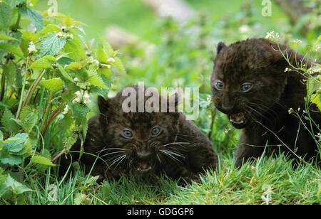 BLACK PANTHER Panthera pardus, CUB CACHÉ DANS L'herbe, SNARLING Banque D'Images