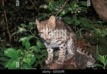 Chat-TIGRE OU ONCILLA leopardus tigrinus Banque D'Images