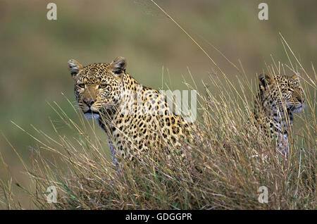 Et LES JEUNES FEMMES LÉOPARD Panthera pardus camouflé dans l'herbe haute Banque D'Images