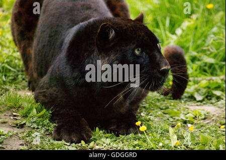 Leopard noir ou Black Panther, Panthera pardus, adulte Banque D'Images