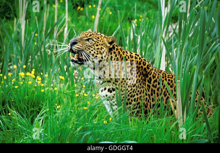 Léopard, Panthera pardus, adulte assis dans l'herbe haute Banque D'Images