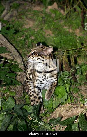 Chat MARGAY leopardus wiedi, adulte Banque D'Images