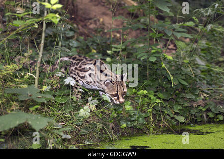 Chat Margay leopardus wiedi, chasse, adulte Banque D'Images