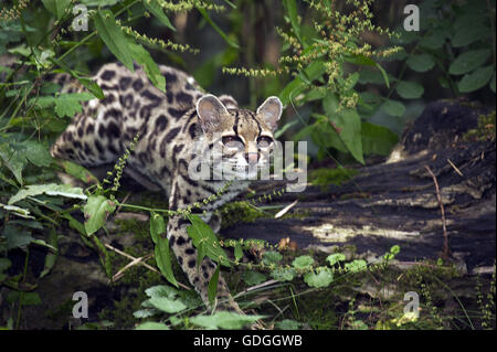 Chat Margay leopardus wiedi, adulte, Banque D'Images