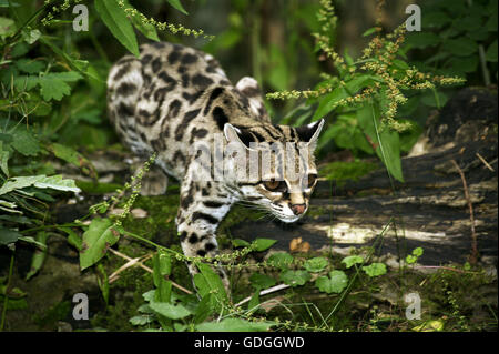 Chat Margay leopardus wiedi, adulte, Banque D'Images