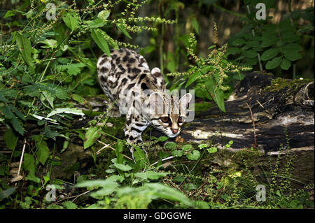 Chat Margay leopardus wiedi, adulte, Banque D'Images