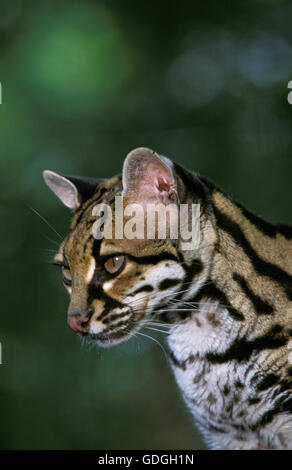 Chat Margay leopardus wiedi, Portrait d'adulte, Banque D'Images