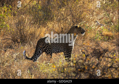 Léopard, Panthera pardus, des profils à Savannah, parc de Masai Mara au Kenya Banque D'Images