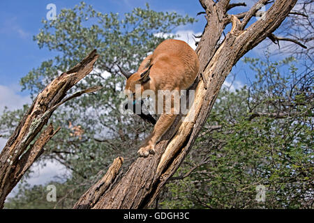 CARACAL Caracal caracal AVEC UNE PROIE Banque D'Images