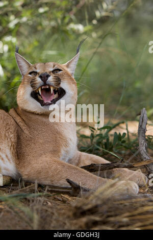 CARACAL Caracal caracal, GROGNANT ADULTES, NAMIBIE Banque D'Images