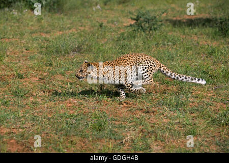 Léopard, Panthera pardus, âgé de 4 mois Cub tournant, Namibie Banque D'Images