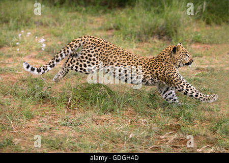 Léopard, Panthera pardus, âgé de 4 mois Cub tournant, Namibie Banque D'Images